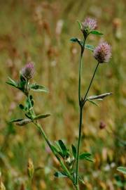 Fotografia da espécie Trifolium arvense var. arvense