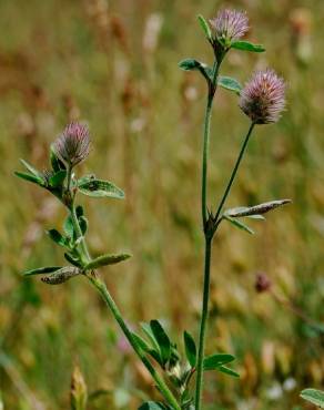 Fotografia 6 da espécie Trifolium arvense var. arvense no Jardim Botânico UTAD