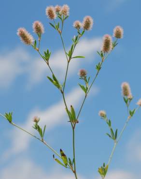 Fotografia 7 da espécie Trifolium arvense var. arvense no Jardim Botânico UTAD