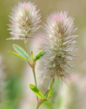 Fotografia 8 da espécie Trifolium arvense var. arvense no Jardim Botânico UTAD