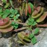 Fotografia 11 da espécie Medicago orbicularis do Jardim Botânico UTAD