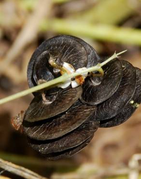 Fotografia 12 da espécie Medicago orbicularis no Jardim Botânico UTAD