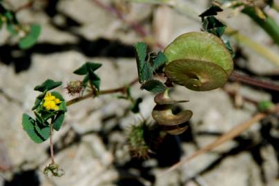 Fotografia da espécie Medicago orbicularis