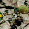 Fotografia 13 da espécie Medicago orbicularis do Jardim Botânico UTAD