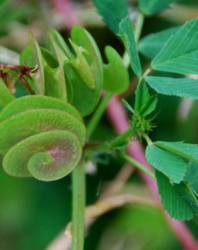 Fotografia de capa Medicago orbicularis - do Jardim Botânico