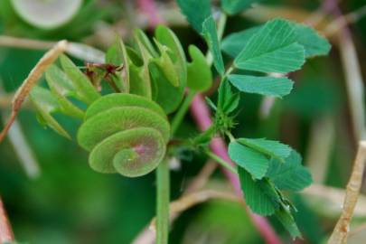 Fotografia da espécie Medicago orbicularis