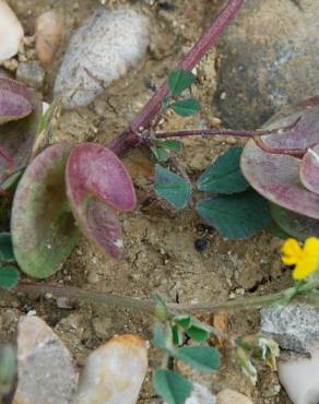 Fotografia 14 da espécie Medicago orbicularis no Jardim Botânico UTAD