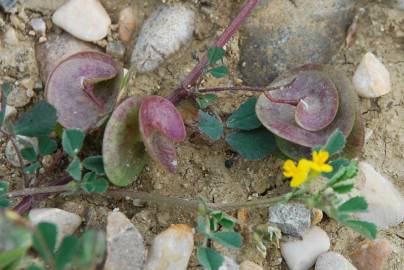 Fotografia da espécie Medicago orbicularis