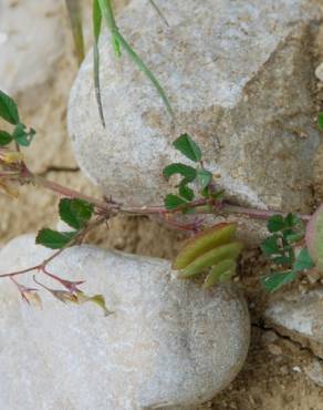 Fotografia 15 da espécie Medicago orbicularis no Jardim Botânico UTAD