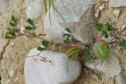 Fotografia da espécie Medicago orbicularis