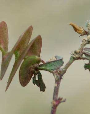 Fotografia 16 da espécie Medicago orbicularis no Jardim Botânico UTAD