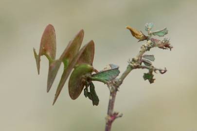 Fotografia da espécie Medicago orbicularis