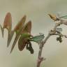 Fotografia 16 da espécie Medicago orbicularis do Jardim Botânico UTAD