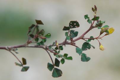 Fotografia da espécie Medicago orbicularis