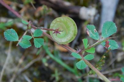 Fotografia da espécie Medicago orbicularis