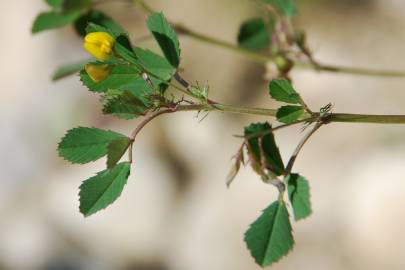 Fotografia da espécie Medicago orbicularis