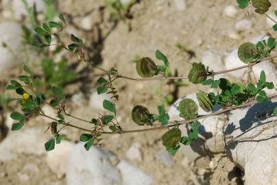 Fotografia da espécie Medicago orbicularis