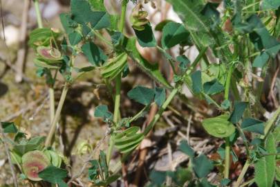 Fotografia da espécie Medicago orbicularis