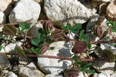 Fotografia da espécie Medicago orbicularis