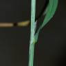 Fotografia 3 da espécie Poa trivialis subesp. sylvicola do Jardim Botânico UTAD