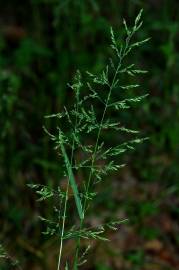 Fotografia da espécie Poa trivialis subesp. sylvicola