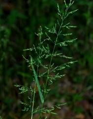 Poa trivialis subesp. sylvicola