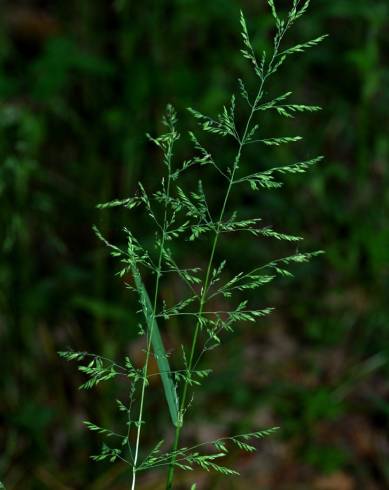 Fotografia de capa Poa trivialis subesp. sylvicola - do Jardim Botânico