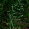 Fotografia 1 da espécie Poa trivialis subesp. sylvicola do Jardim Botânico UTAD