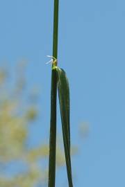 Fotografia da espécie Poa trivialis subesp. trivialis