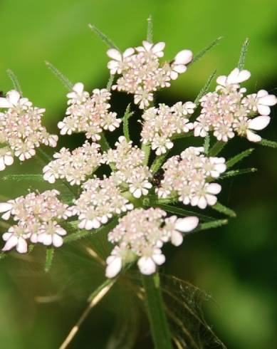 Fotografia de capa Tordylium maximum - do Jardim Botânico