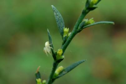 Fotografia da espécie Thymelaea passerina