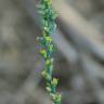 Fotografia 10 da espécie Thymelaea passerina do Jardim Botânico UTAD