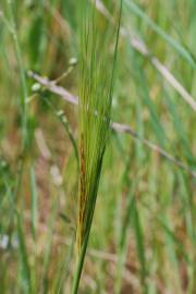 Fotografia da espécie Stipa capensis