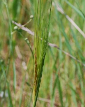 Fotografia 7 da espécie Stipa capensis no Jardim Botânico UTAD