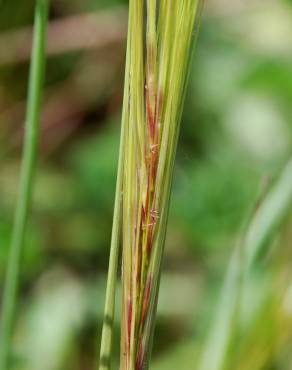 Fotografia 8 da espécie Stipa capensis no Jardim Botânico UTAD