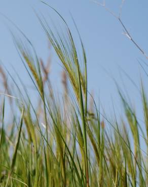 Fotografia 9 da espécie Stipa capensis no Jardim Botânico UTAD