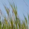 Fotografia 9 da espécie Stipa capensis do Jardim Botânico UTAD