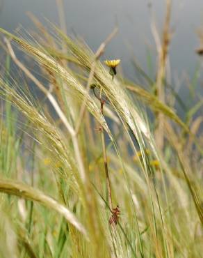 Fotografia 11 da espécie Stipa capensis no Jardim Botânico UTAD