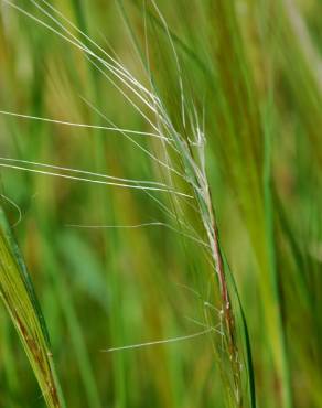 Fotografia 12 da espécie Stipa capensis no Jardim Botânico UTAD