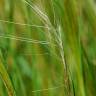 Fotografia 12 da espécie Stipa capensis do Jardim Botânico UTAD