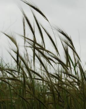 Fotografia 14 da espécie Stipa capensis no Jardim Botânico UTAD