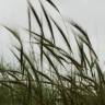 Fotografia 14 da espécie Stipa capensis do Jardim Botânico UTAD