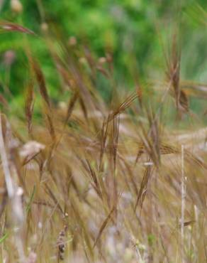 Fotografia 16 da espécie Stipa capensis no Jardim Botânico UTAD