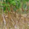 Fotografia 16 da espécie Stipa capensis do Jardim Botânico UTAD