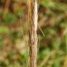 Fotografia 17 da espécie Stipa capensis do Jardim Botânico UTAD