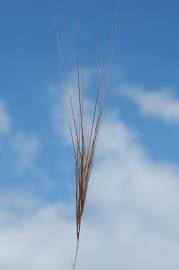 Fotografia da espécie Stipa capensis