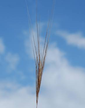 Fotografia 18 da espécie Stipa capensis no Jardim Botânico UTAD