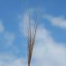 Fotografia 18 da espécie Stipa capensis do Jardim Botânico UTAD