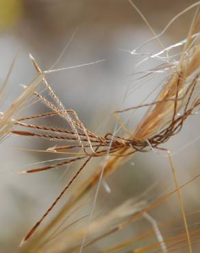 Fotografia 19 da espécie Stipa capensis no Jardim Botânico UTAD