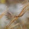 Fotografia 19 da espécie Stipa capensis do Jardim Botânico UTAD